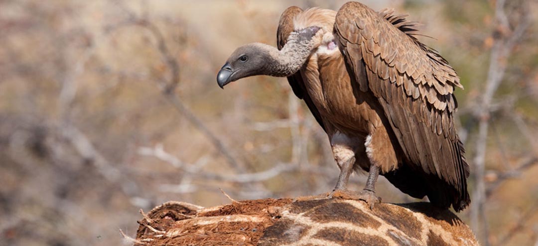 WHITE-BACKED-VULTURE